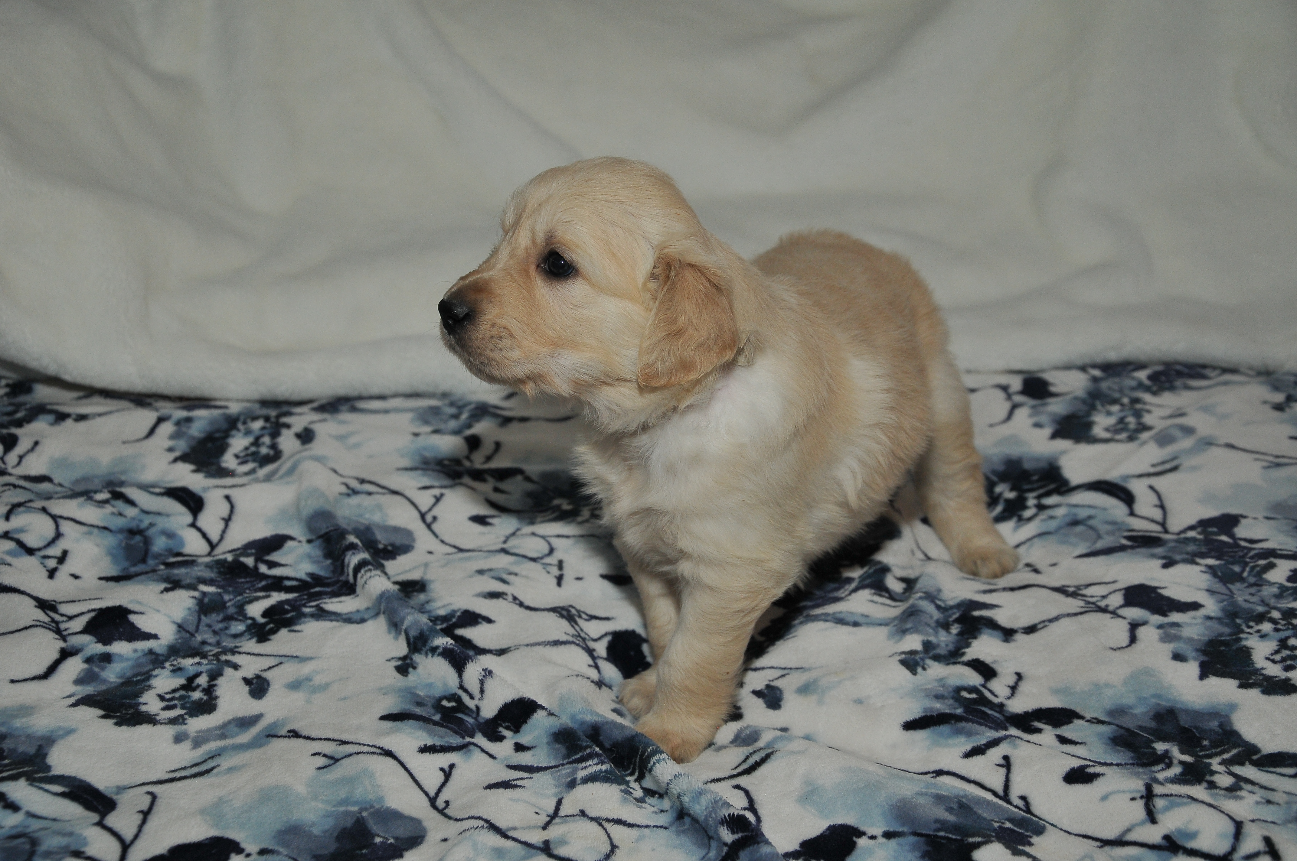 First photo of Spirit, a cute Golden Retriever puppy.